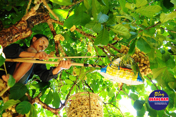 Về Tiên Phước ăn trái bòn bon - Ảnh 11.